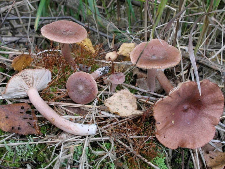 Млечник горькушка