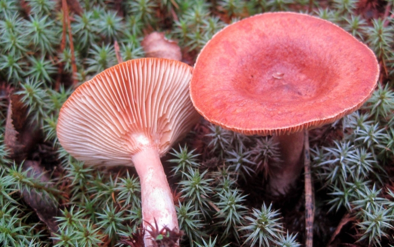 Горькушка (lactarius rufus)