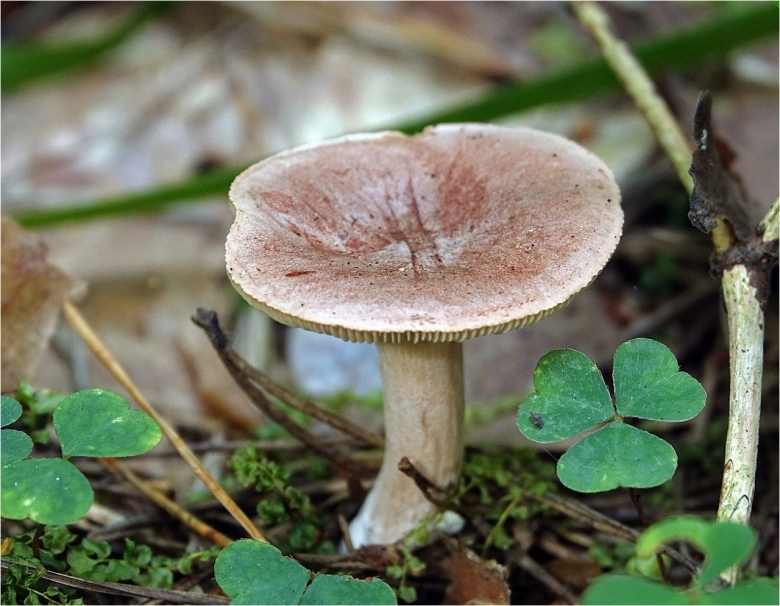 Млечник серо розовый