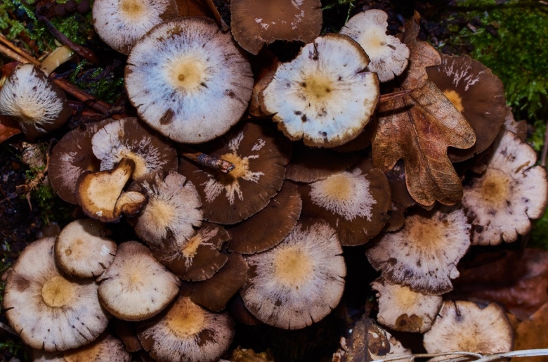 Съедобные грибы Якутии