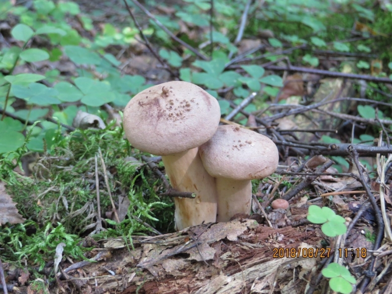 Млечник Сосновый