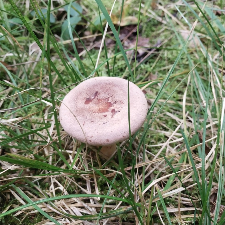 Млечник зональный