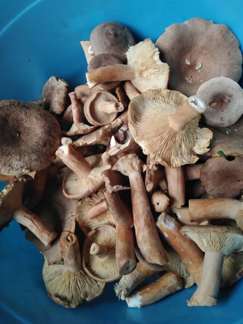 Млечник серо розовый lactarius helvus