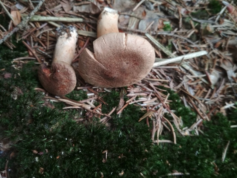 Гриб Янтарный млечник