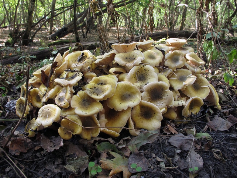 Грибы опята в Ставропольском крае