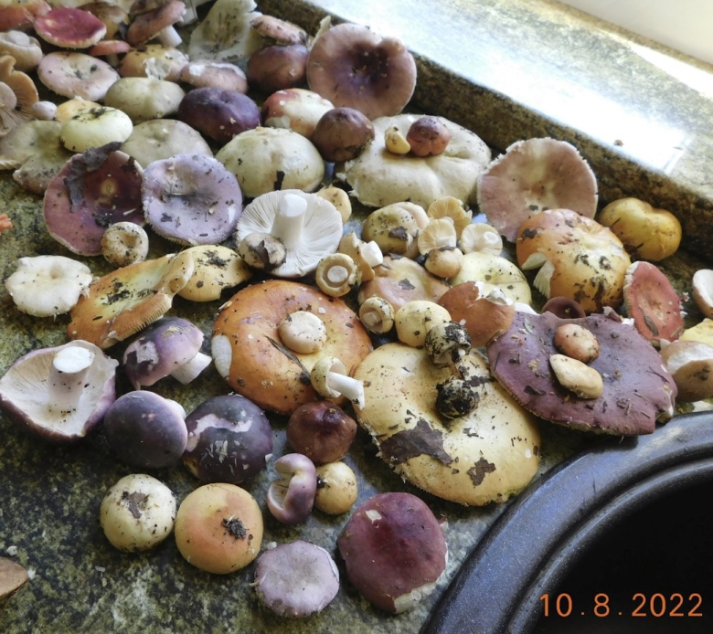 Горькушки грибы