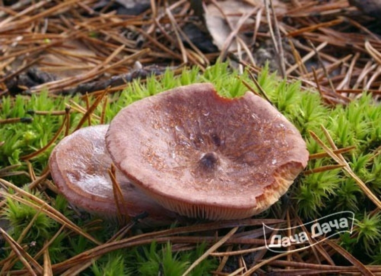 Гриб млечник горькушка