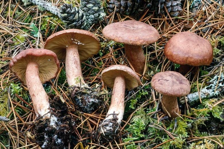 Гриб горькушка