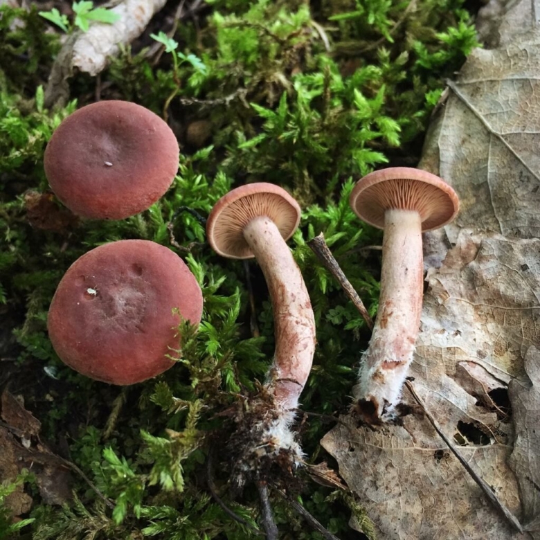 Груздь горькушка