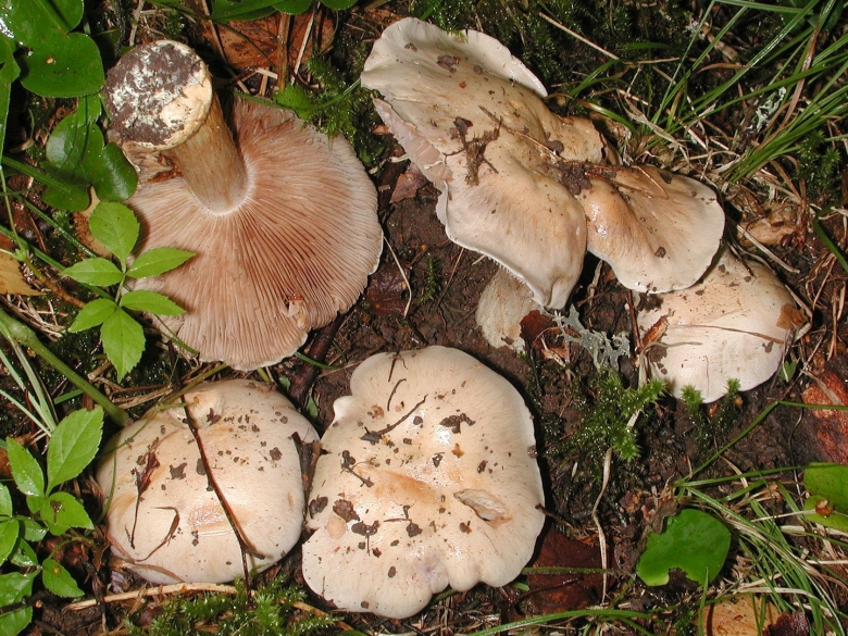 Майский гриб Calocybe gambosa
