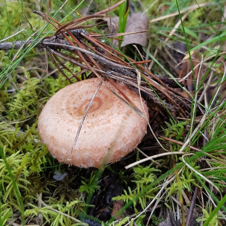 Гриб Янтарный млечник