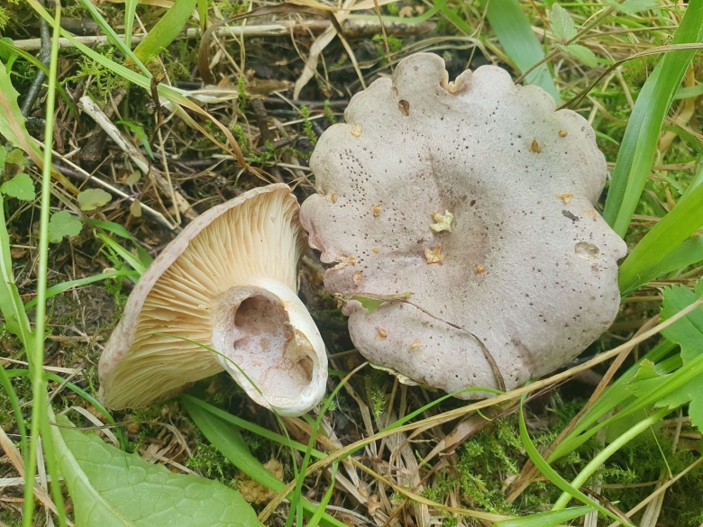 Млечник гриб серушка