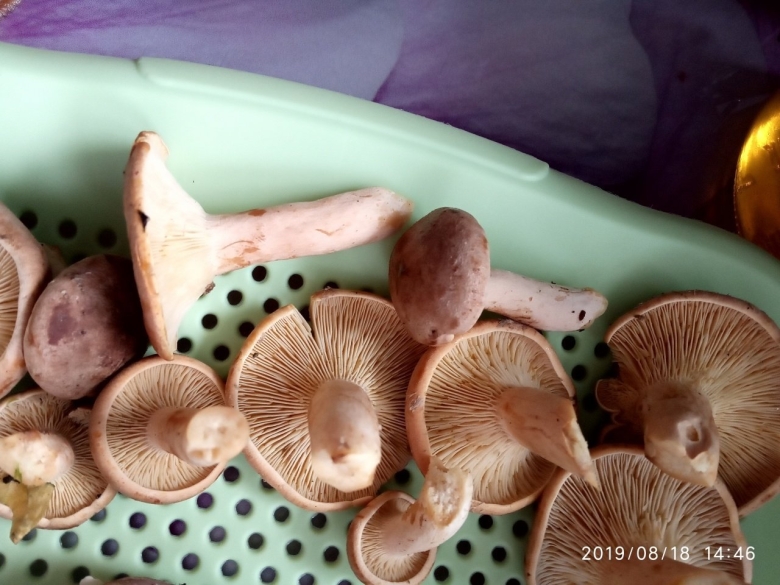 Грибы солоновики фото