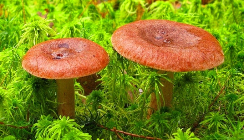 Млечник горькушка