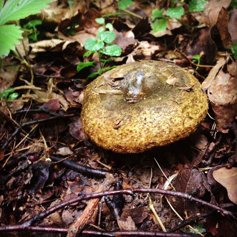 Черные грузди Чернушка