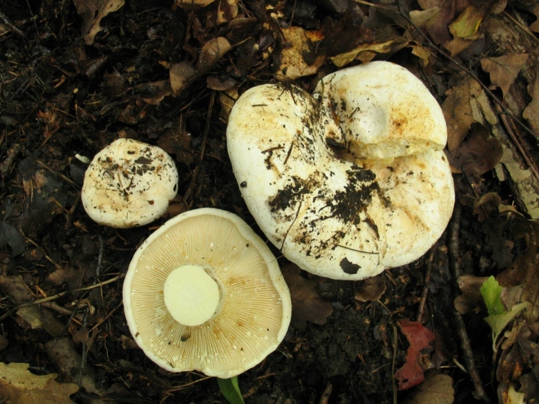 Грибы солоновики