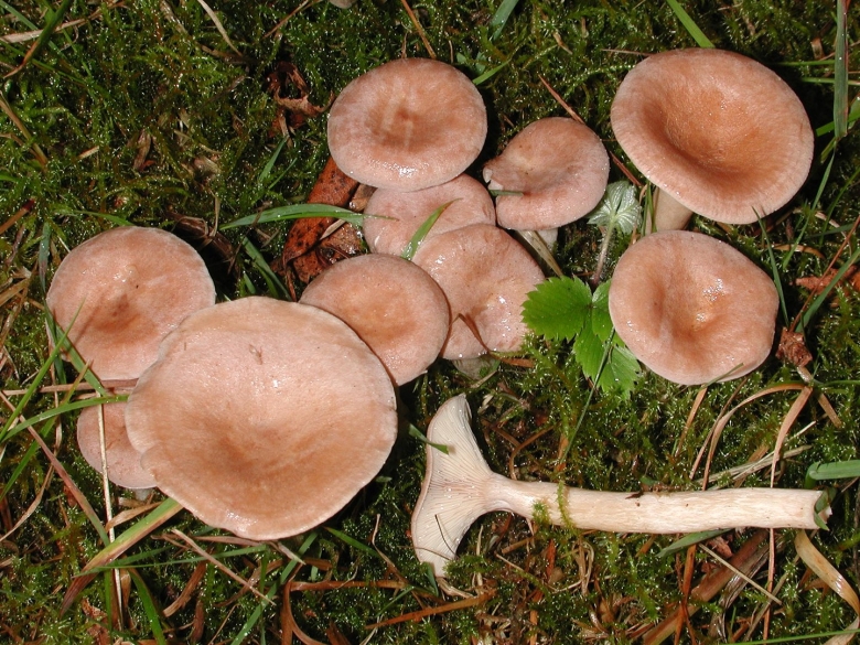 Млечник ароматный lactarius glyciosmus