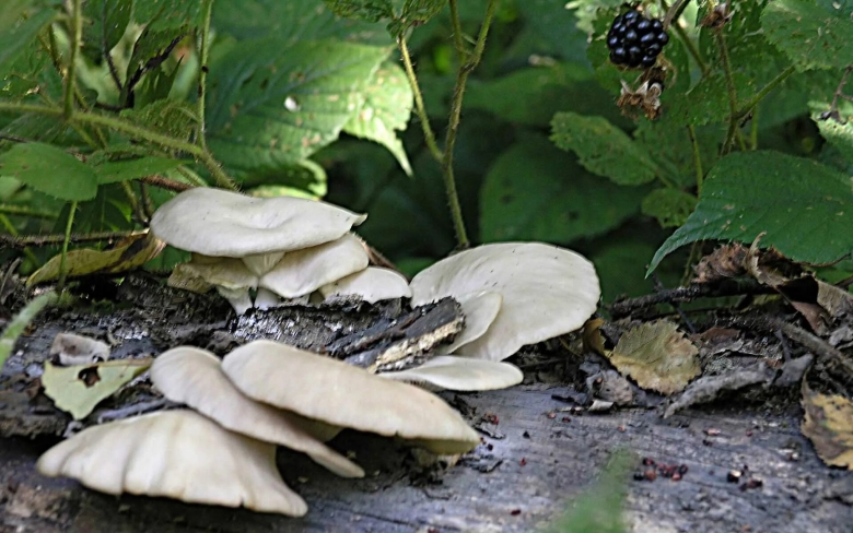 Байкальский заповедник грибы