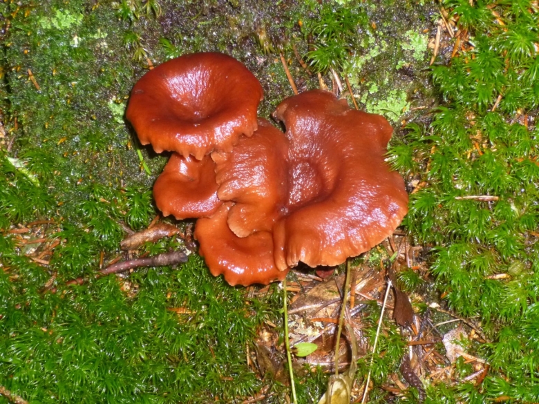 Горькушки грибы