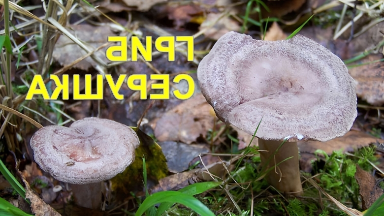 Серушка гриб Lactarius flexuosus