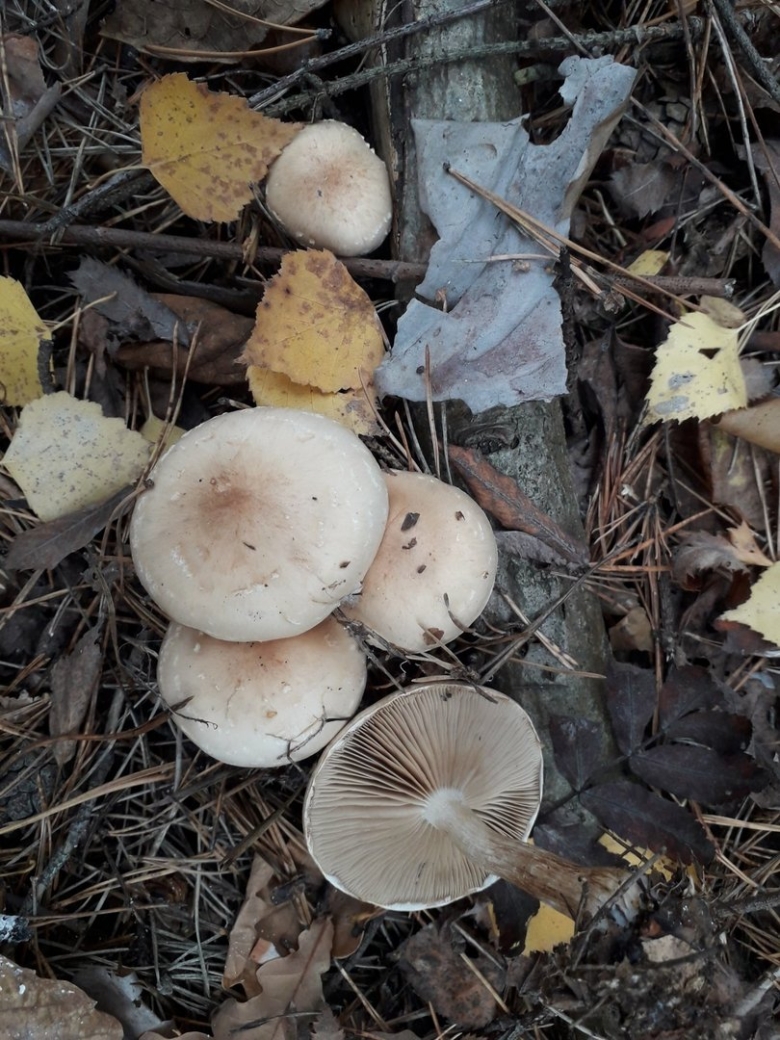 Чешуйчатка клейкая Pholiota lenta