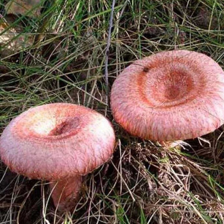 Грибы волнушки ложные