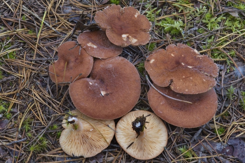 Горькушки грибы