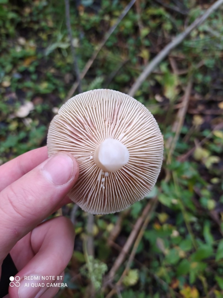 Млечник лиловеющий (lactarius violascens)