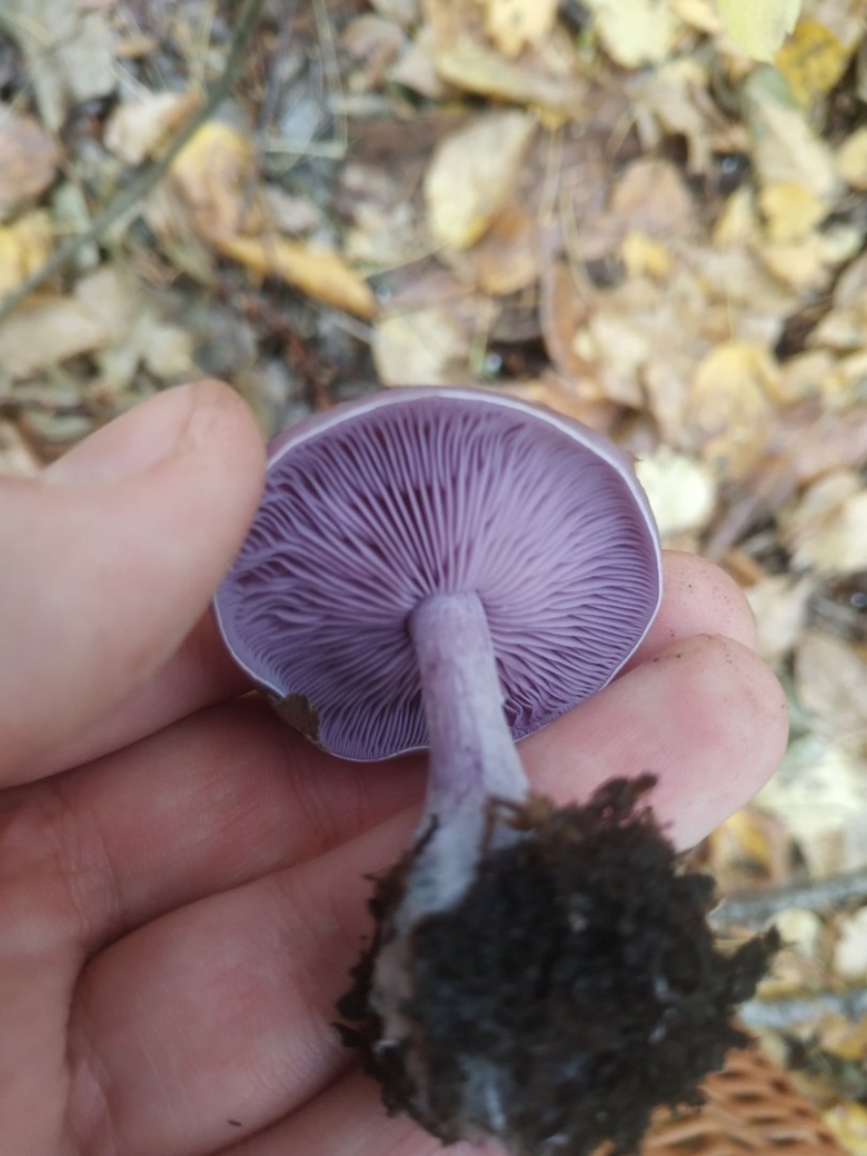 Синий корень гриб в Ставрополье