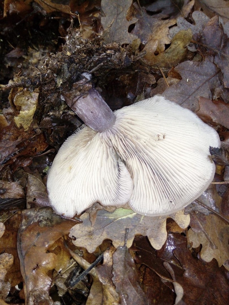 Рядовка лиловоногая