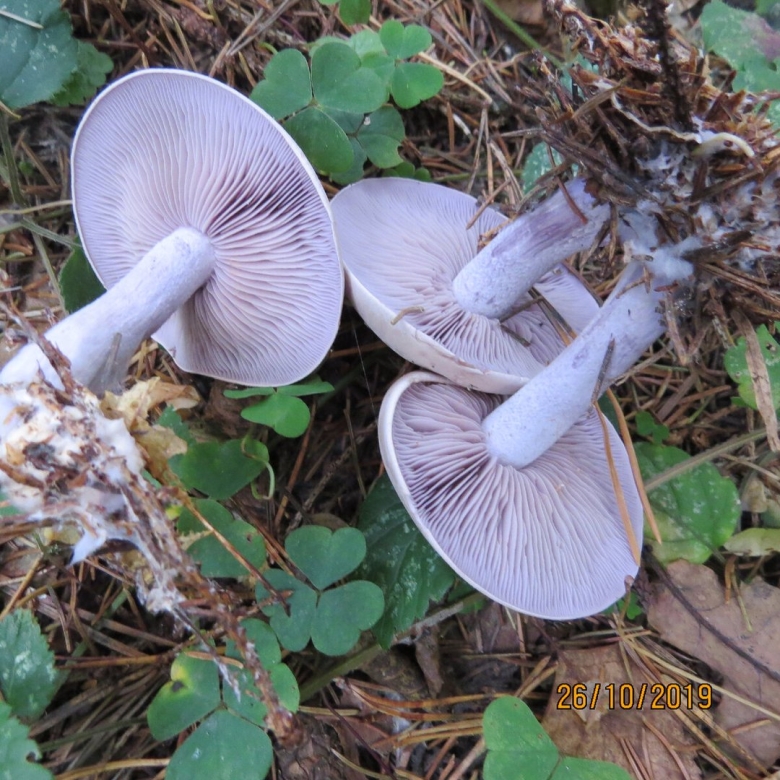 Грибы рядовки синюшки