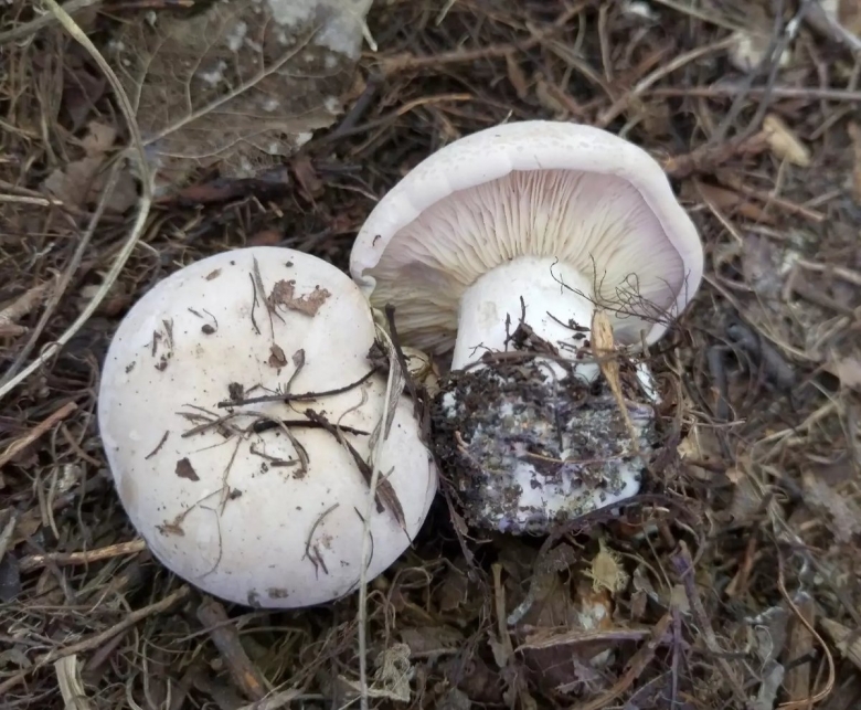 Гриб рядовка белая