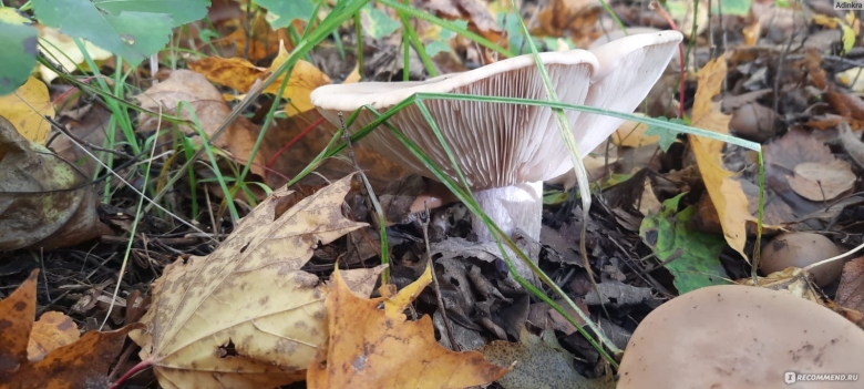 Синий корень гриб в Ставрополье