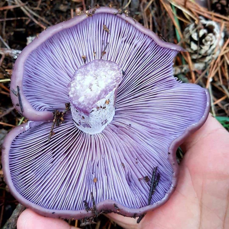 Грибы рядовки Синюшки