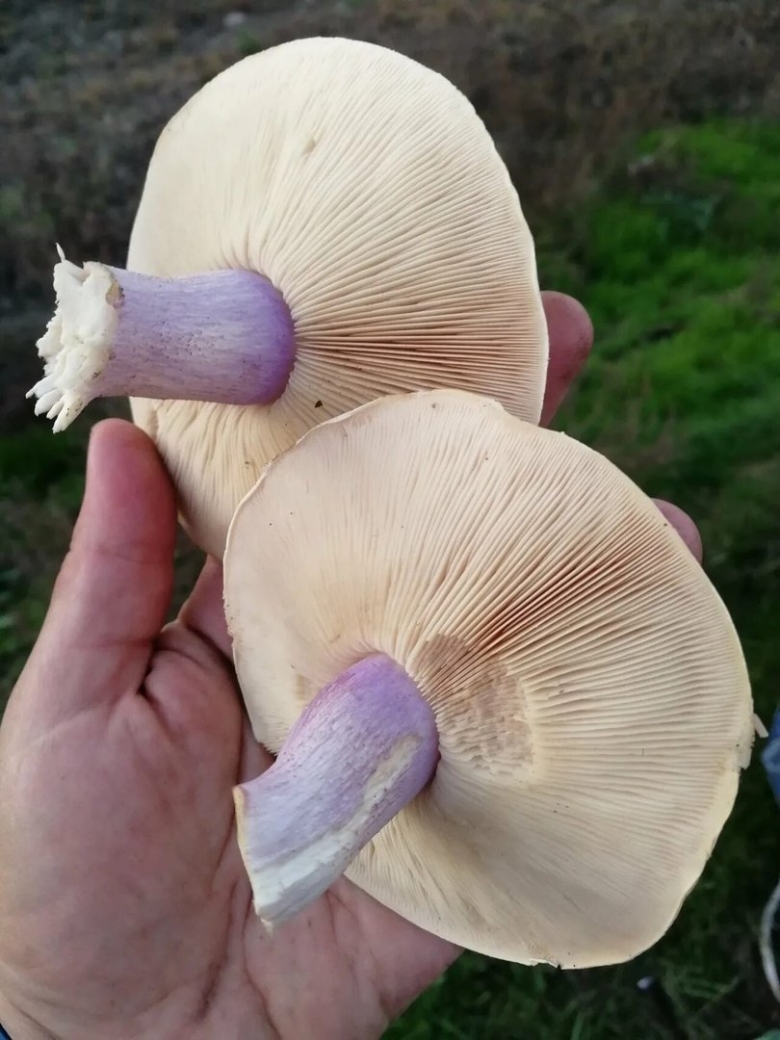 Рядовка лиловоногая Lepista Saeva