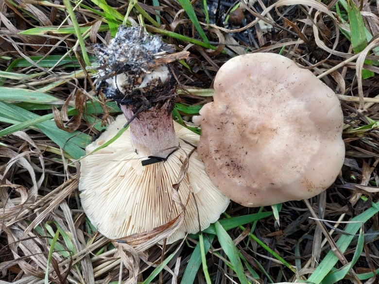 Грибы подотавники луговые