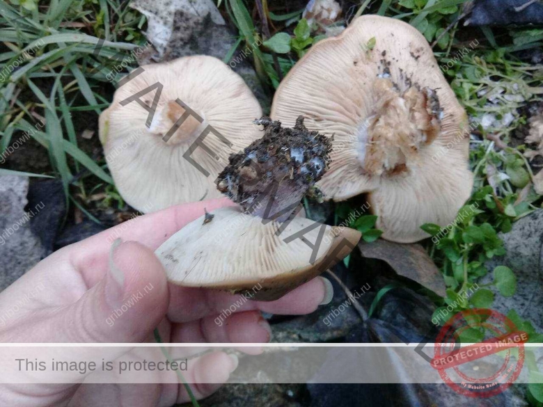 Гриб синеножка фото и описание