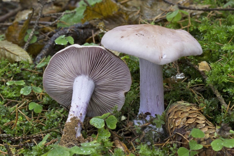 Рядовка лиловоногая съедобная