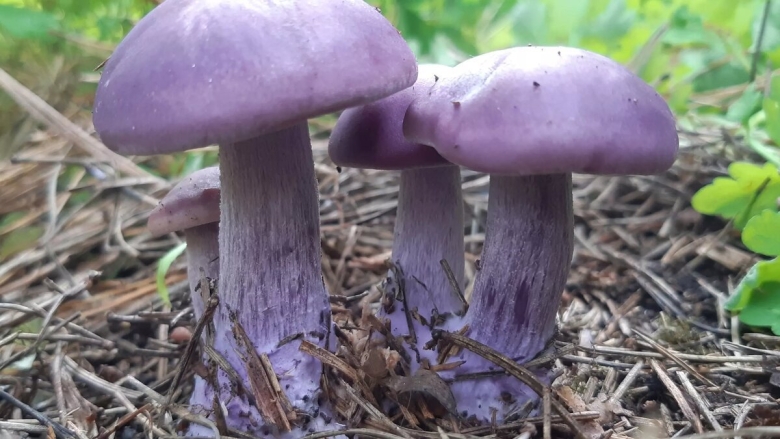 Паутинник фиолетовый гриб