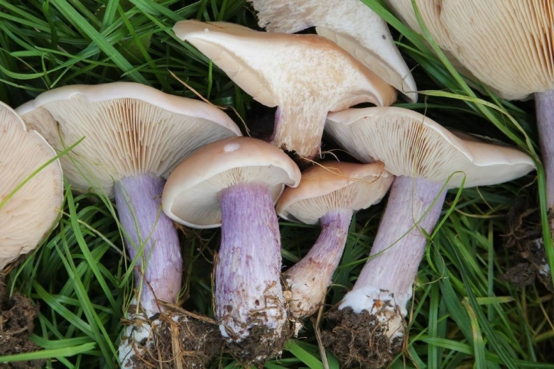 Леписта лиловоногая (синеножка)