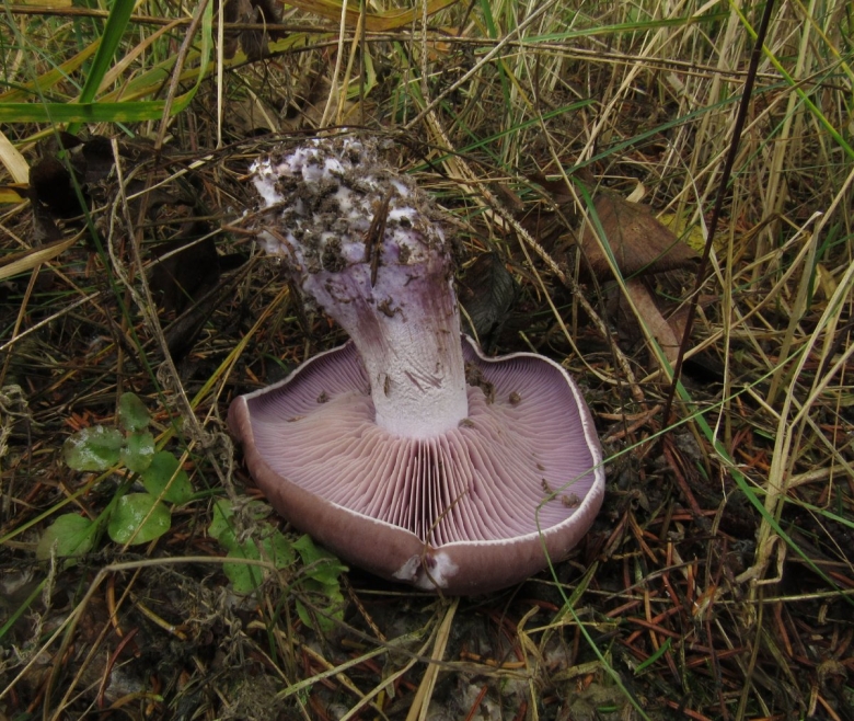 Рядовка фиолетовая