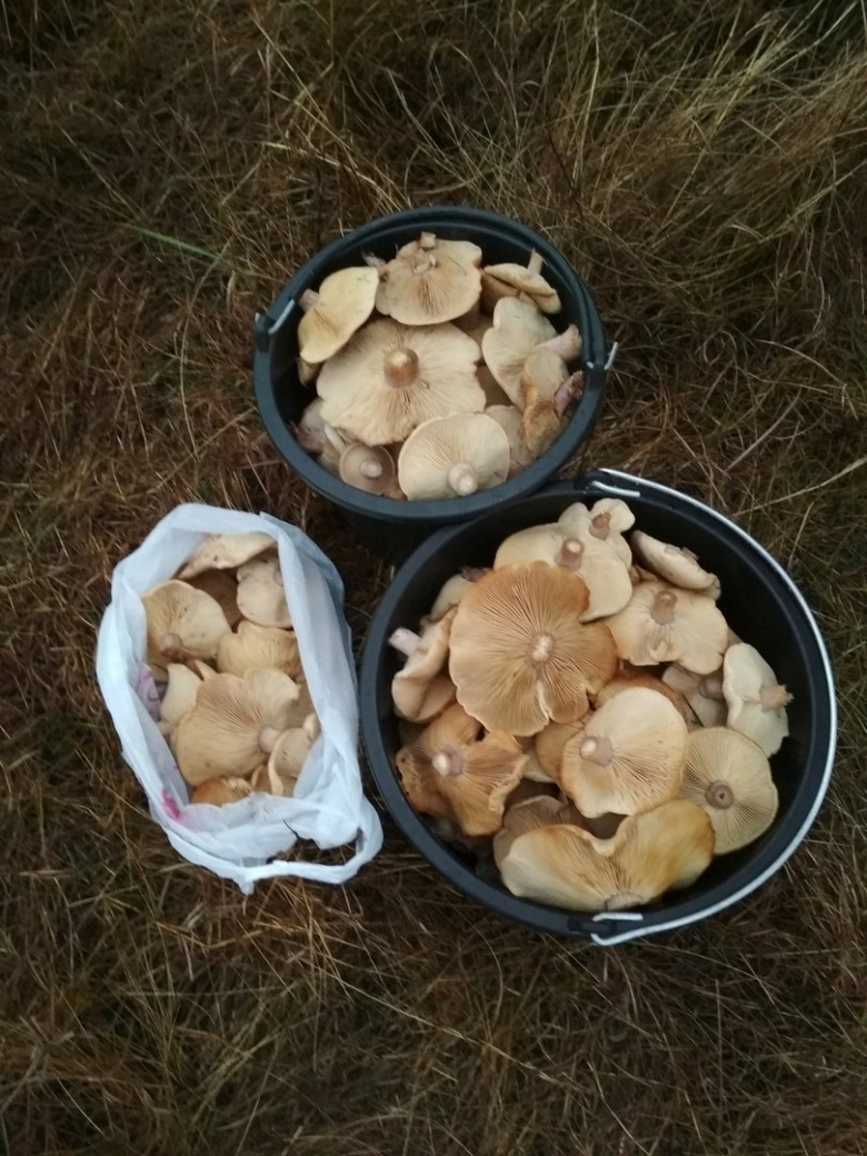 Рядовка синеножка