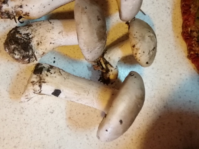 Гриб с каплями под шляпкой