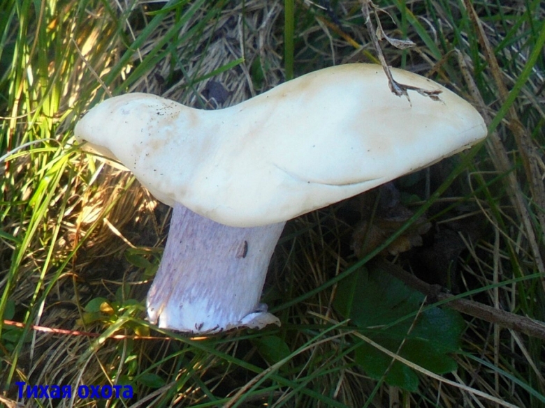 Рядовка синеногая