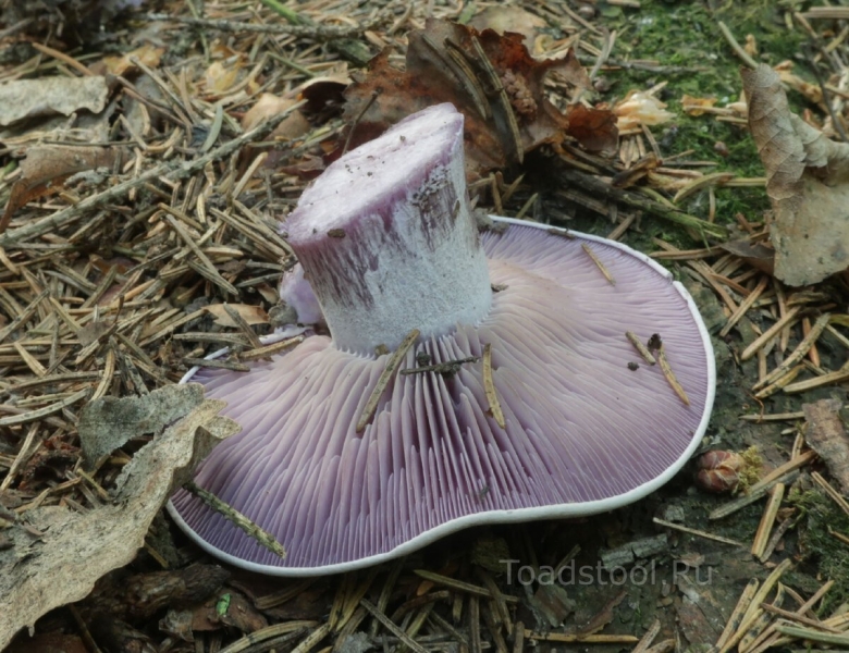 Рядовка телеграмм канал