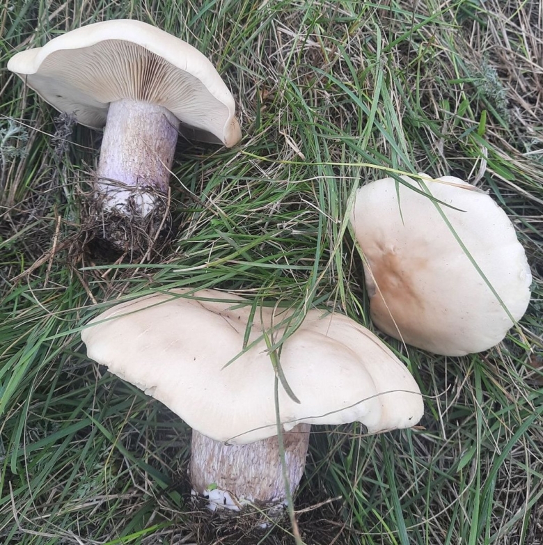 Рядовка лиловоногая