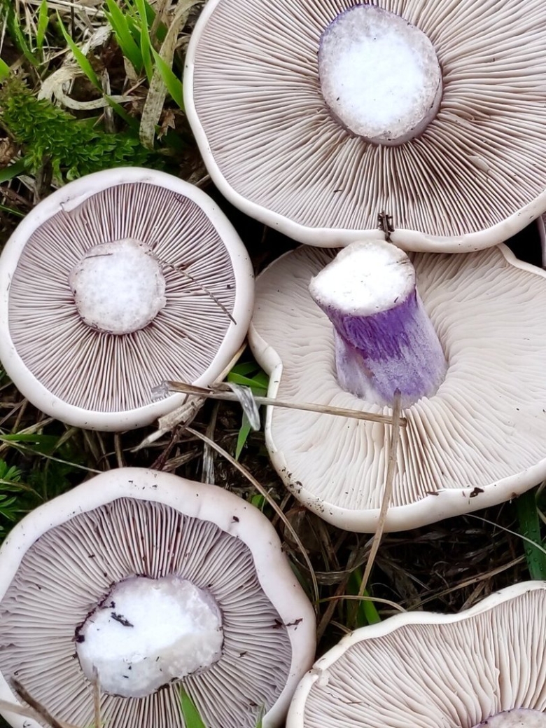 Рядовка лиловоножковая (синеножка) lepista saeva.