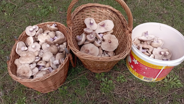 Синеножка гриб в Красноярском крае