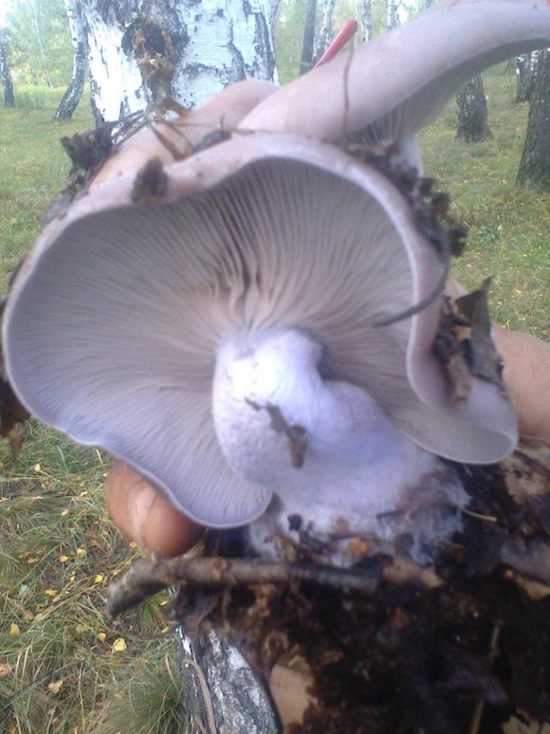 Рядовка сорная lepista sordida