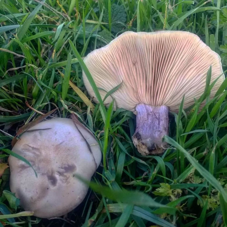 Рядовка лиловоногая Lepista Saeva